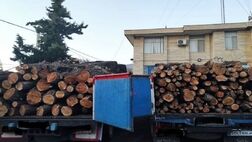 کشف ۲۰۰ تن چوب قاچاق در جازموریان

