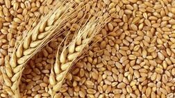 مجموع واریزی به حساب گندمکاران به ۶۰ هزار میلیارد تومان رسید 