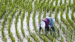 مازندران برنج غذای ۲۵ میلیون ایرانی را تامین می‌کند