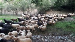  وضعیت پوشش بیمه دام‌ها در استان همدان غیرقابل قبول است