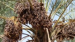 پرداخت خسارت خرماکاران توسط صندوق بیمه کشاورزی قسطی شد/خسارت سال آینده هم از روی خسارت پرداختی امسال کسر می‌شود!