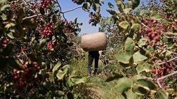 دستگیری ۶ سارق حین سرقت از باغات پسته در مهماندوست دامغان
