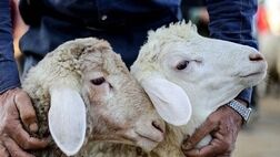 کشتار دام داخلی به کمتر از ۲ درصد رسید