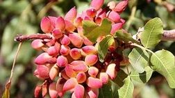 رکورد جدید ایران در تولید پسته