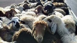 مذاکره ایران با عراق برای صادرات دام زنده