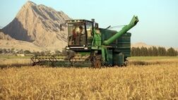 قیمت خرید تضمینی گندم در سال زراعی ۱۴۰۳-۱۴۰۴ چقدر است؟