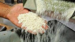 واردات برنج تایلندی ممنوع شد