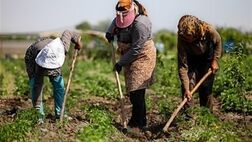 سطوح درآمدی بازنشستگان صندوق روستایی 60 درصد افزایش یافت