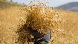 بسته معیشتی ۷۰۰ نفر از مستمری بگیران صندوق بیمه اجتماعی کشاورزان قم واریز شد