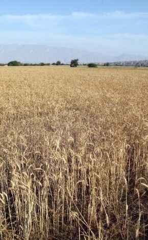  ثبت سفارش گندم تا پایان سال ادامه دارد 