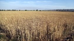 خرید تضمینی گندم به ۴ میلیون و ۳۰۰ هزار تن رسید