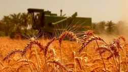 
قیمت گندم باید اصلاح شود