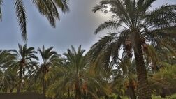 برآورد محصولات توسط کارشناسان صندوق بیمه کمتر ازمیزان واقعی آن است