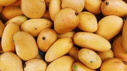 قیمت جدید انواع میوه و سبزیجات / انبه وارداتی کیلویی ۲۹۸ هزار تومان 