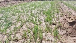 ٢٢ محصول استراتژیک کشاورزی در چتر حمایتی بیمه قرار دارند