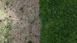  کاهش نرخ جنگل‌زدایی در آمازون
