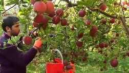 روند تغییرات تعداد بهره‌برداری‌های دارای فعالیت باغداری، منفی شد