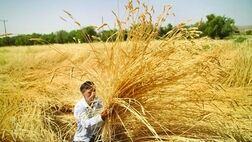 پرداخت 6 میلیارد ریال به بیمه شدگان کشاورزی گچساران 
