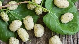 با خوردن این میوه افسرده نمی‌شوید