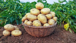  صادرات سیب‌زمینی تا پایان سال ممنوع است 